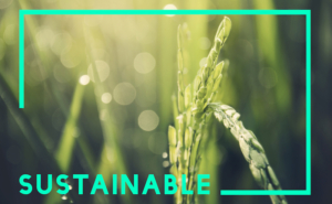 Sustainable food