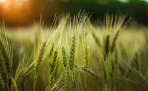 MAterie prime: grano