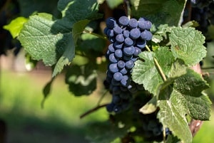 vini italiani su cui investire