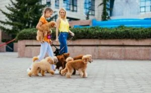 Pet sitter