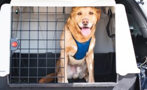 Guadaganre 10 euro al giorno con il taxi dog