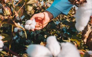 Cosa influenza il prezzo del cotone