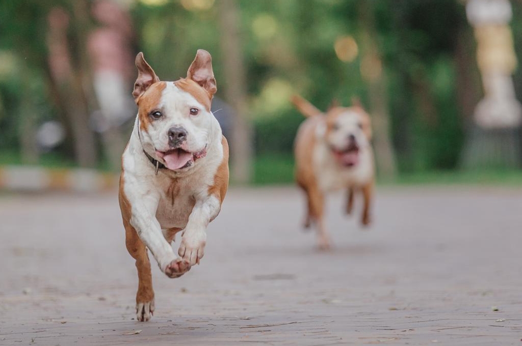 Dogs of the Dow cosa sono? Lista titoli USA e Italia 2024